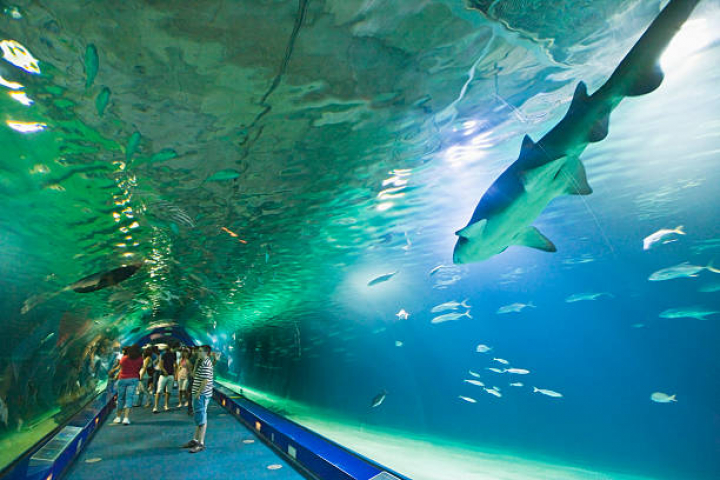 alt="alt="Tourists watch the fish swim around them in the submerged tunnel in L'Oceanografic at the City of Arts and Sciences in Valencia.""