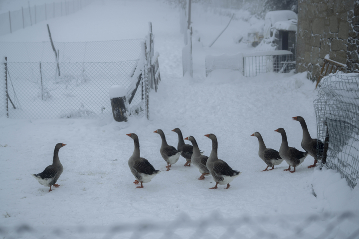 alt="alt="Unas aves sobre una superficie nevada en la localidad de Casetas do Rodicio, Maceda (Ourense), este sábado.""