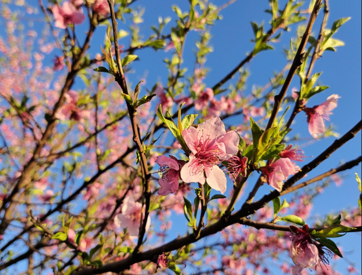 El nuevo sensor principal de 200 megapixeles del realme 16 Pro captura cada detalle.