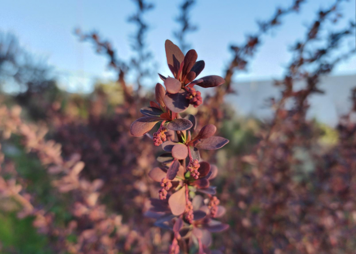 El nuevo sensor principal de 200 megapixeles del realme 16 Pro captura cada detalle.