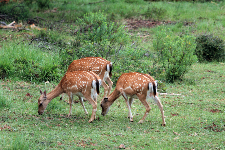 En un especial safari por la Sierra de Cazorla en primavera se suceden imágenes como esta de un grupo de ciervos en el entorno del embalse del Tranco.