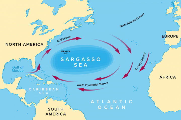 Mar de los Sargazos y las corrientes que lo mantienen