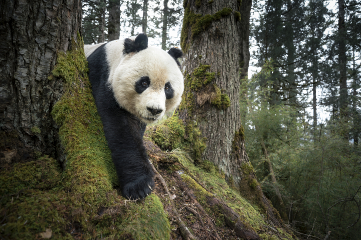 alt="alt="Title: Mountain Resident of Wanglang""