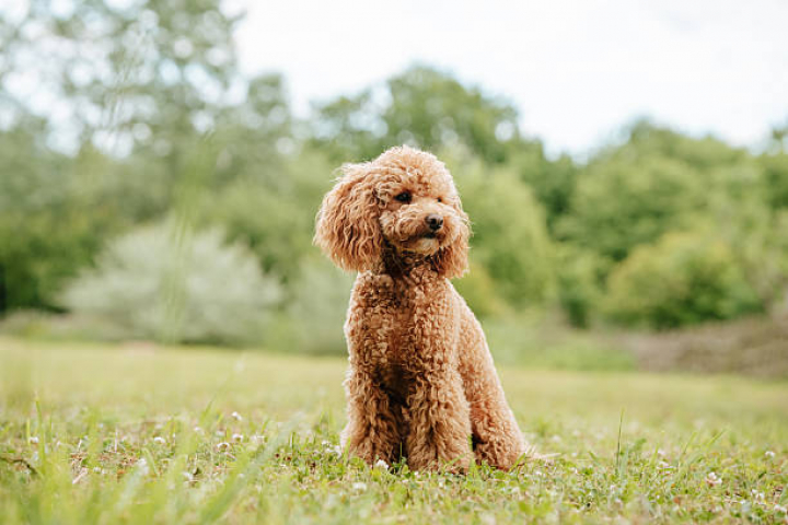 alt="alt="Poodle walking across the grass in the park, searching for scents in a new place""