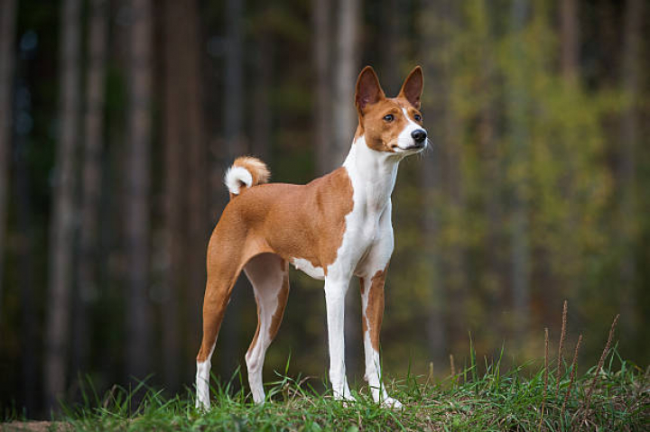 alt="alt="Young purebred basenji is posing on the edge of a wood""