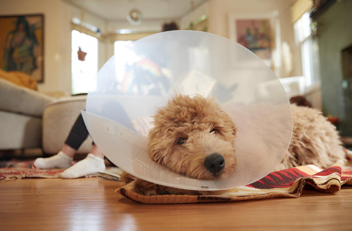Un cachorro Goldendoodle enfermo descansando con un cono alrededor del cuello.