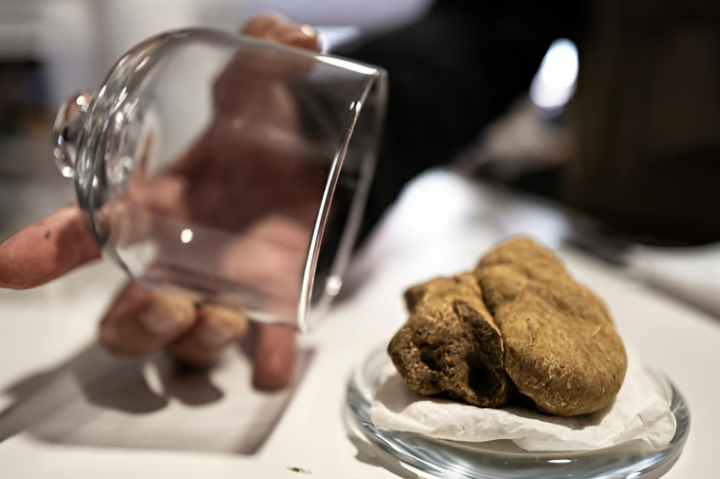 alt="alt="Un chef descubriendo un plato lleno de trufa blanca de Alba""