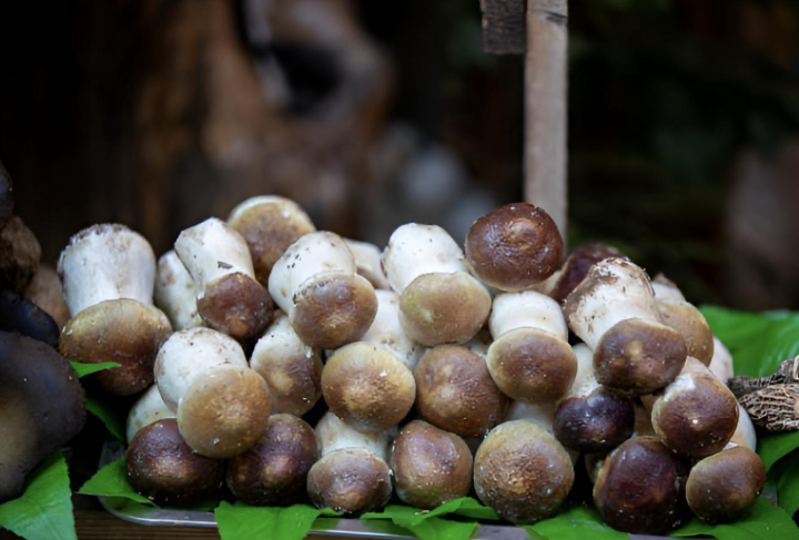 alt="alt="Un manojo de setas Matsutake recién recolectadas""
