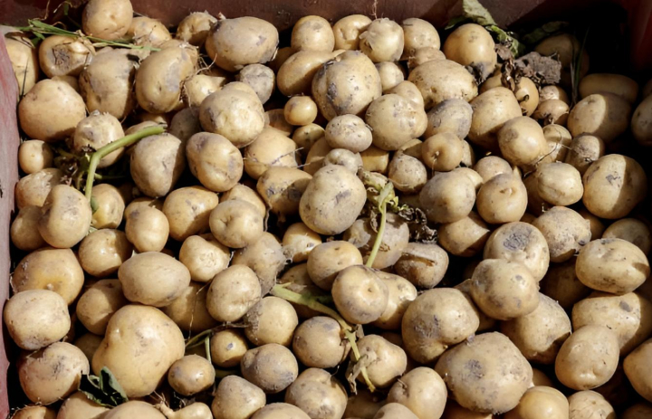 alt="alt="Una caja llena de patatas Bonnotte""