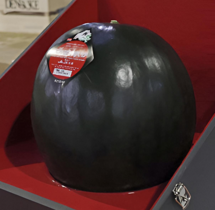alt="alt="Una sandía Densuke Black expuesta en una vitrina""