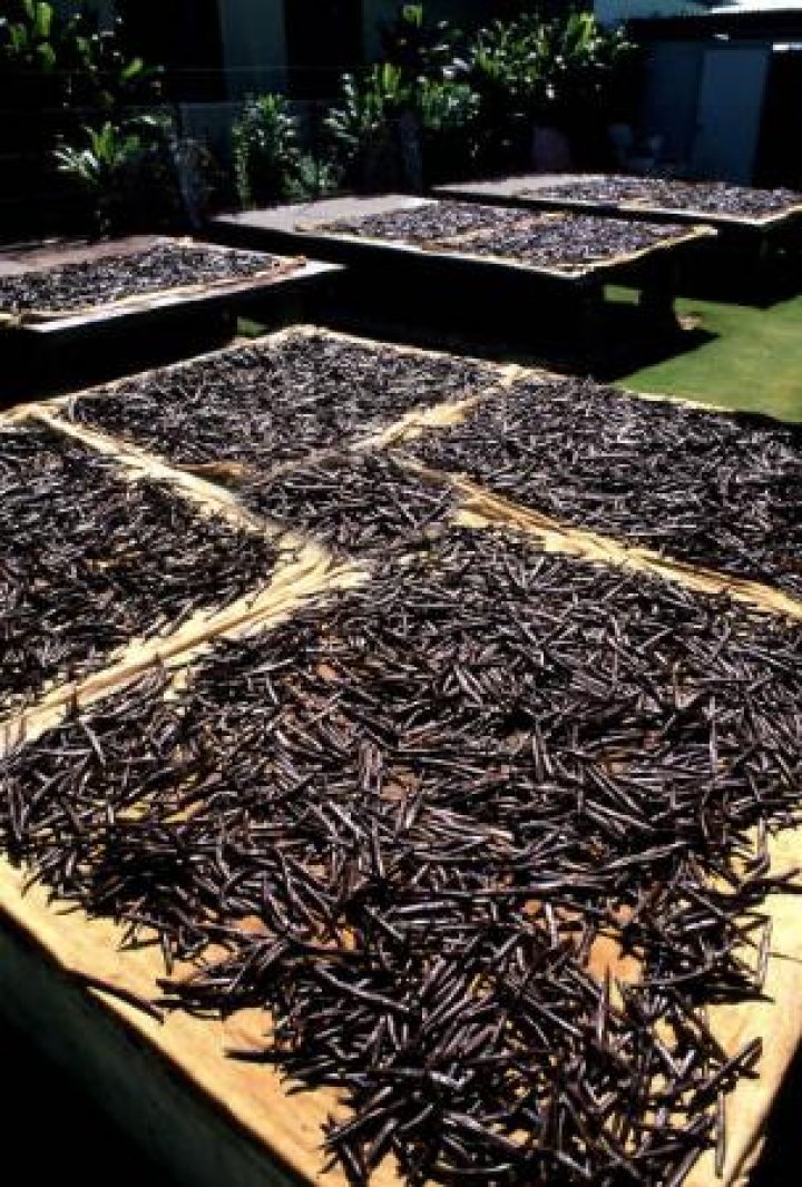 alt="alt="Varios manojos de vainas de vainilla de Tahití secándose al sol""