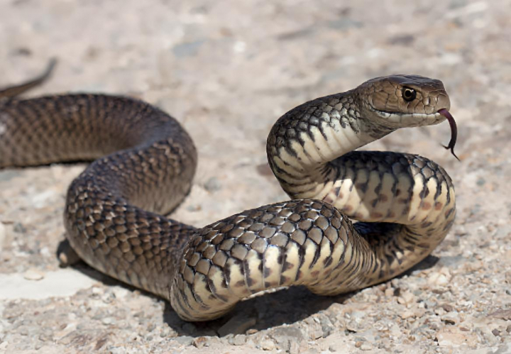 alt="alt="Una serpiente marrón oriental en la arena""