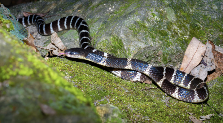 alt="alt="Una serpiente krait de muchas bandas""