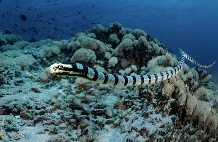 alt="alt="Una serpiente marina de Belcher flotando en el mar""