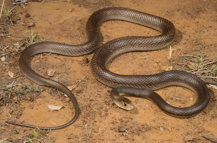 alt="alt="Una serpiente taipán costera""