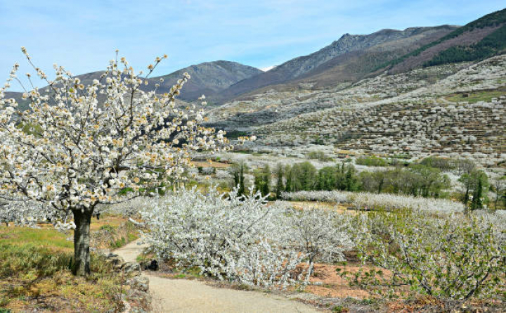 alt="alt="Cherry blossoms in the Jerte River Valley. In Jerte, Cáceres, Spain, on April 7, 2014.""