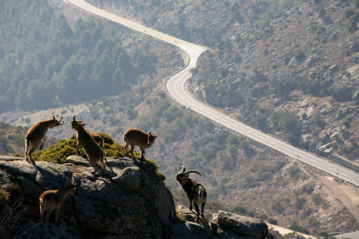 alt="alt="Goats Goats over the rocks, Gredos Sierra""