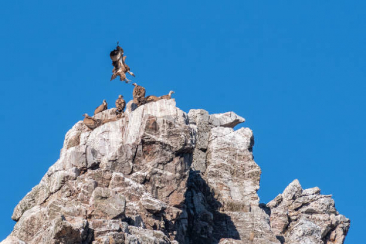 alt="alt="MONFRAGUE NATIONAL PARK, SPAIN - 2024/09/30: Eurasian griffon vultures (Gyps fulvus) flying in Monfrague National Park. Monfrague National Park, located in Extremadura, west of Spain, is a Special Protection Area  for bird life and a renowned destination for bird watching. (Photo by Marcos del Mazo/LightRocket via Getty Images)""