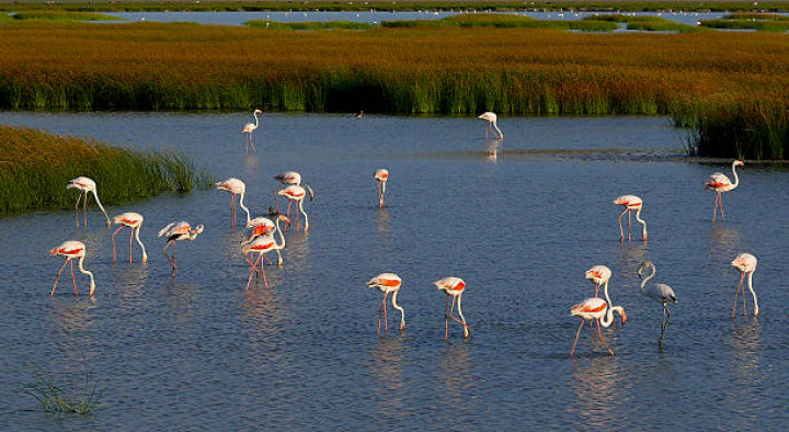 alt="alt="Flock of pink greater flamingos feeding in the marshes of Doñana National Park in Huelva, Andalusia, Spain""