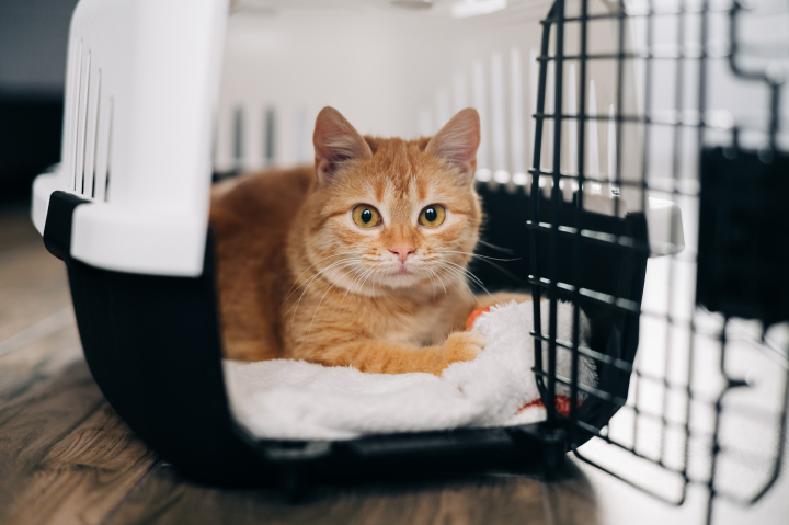 Gato en su transportín.