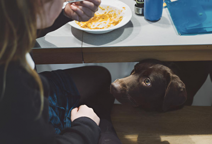 alt="alt="Un perro pidiendo comida debajo de la mesa con cara de pena""
