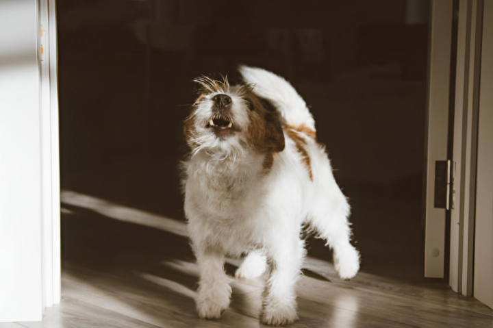 alt="alt="Un perro pequeño ladrando en el interior de casa""