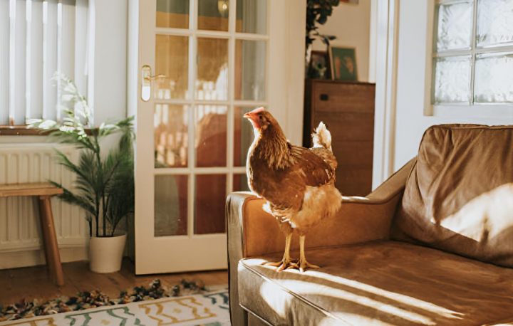 alt="alt="Una gallina sobre el sofá del interior de una casa""