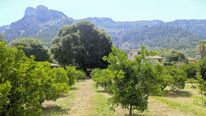 El huerto de sa Vinyassa del valle de Sóller está protegido por la Sierra de Alfabia de Mallorca