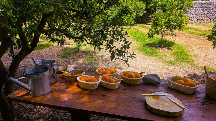 El paseo por la finca Ecovinyassa de Sóller incluye poder disfrutar de las naranjas del huerto