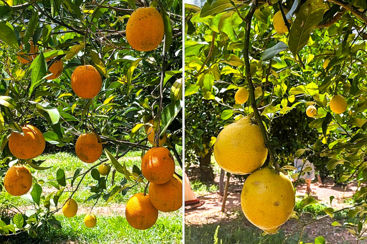 En la finca Ecovinyassa de Sóller puedes disfrutar de un paseo entre naranjos y limoneros