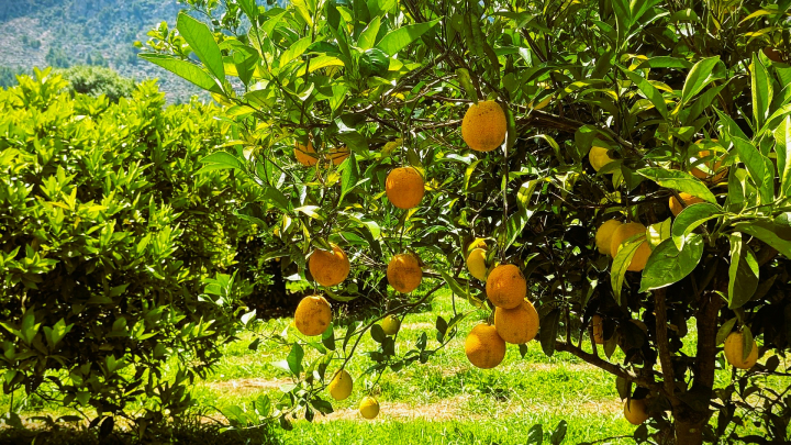 Naranjas y limones en los naranjos y limoneros de la finca Ecovinyassa de Sóller, en Mallorca