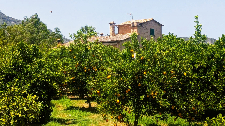 Vista del edificio y de parte de los árboles frutales de la finca Ecovinyassa de Sóller, en Mallorca
