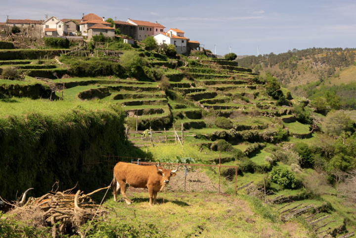 alt="alt="Sistelo, el "pequeño Tíbet portugués", con su característico paisaje verde""