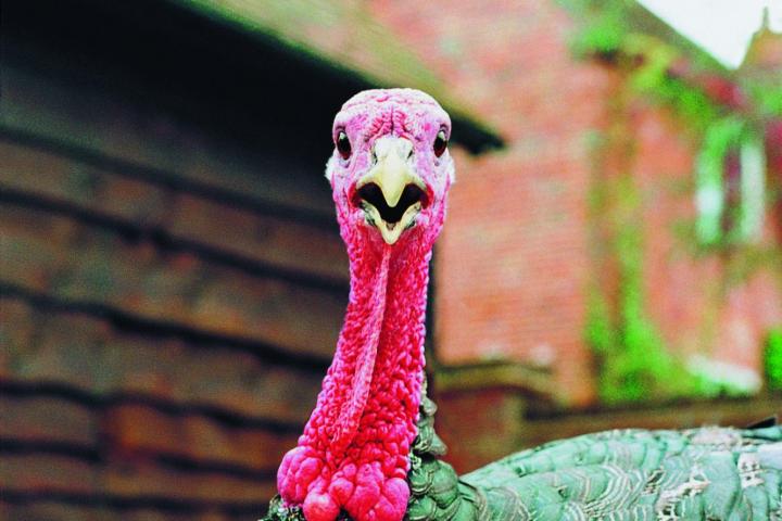 Imagen de archivo de un pavo común.