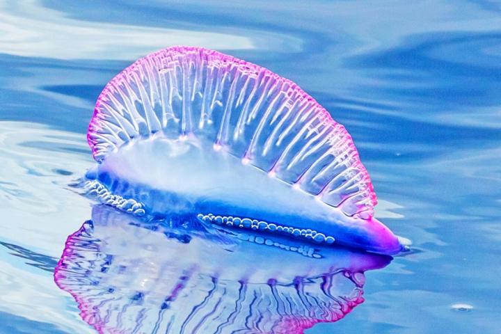 Imagen de archivo de una carabela portuguesa.