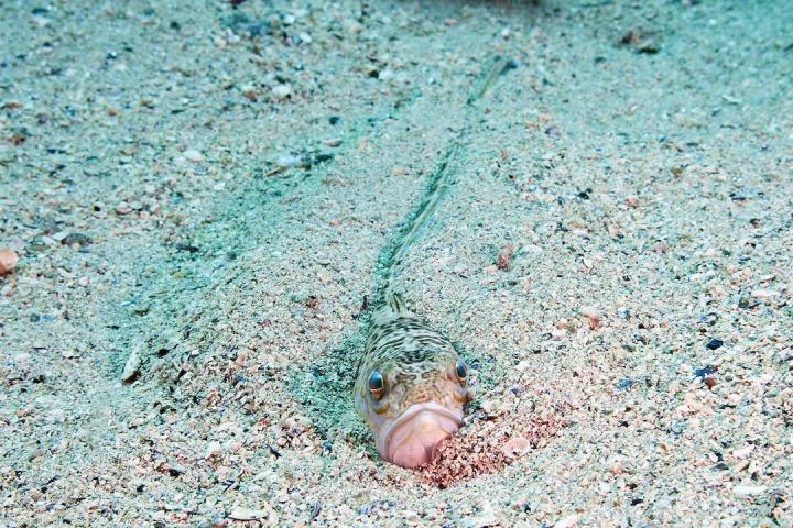 Un pez araña escondido en la arena