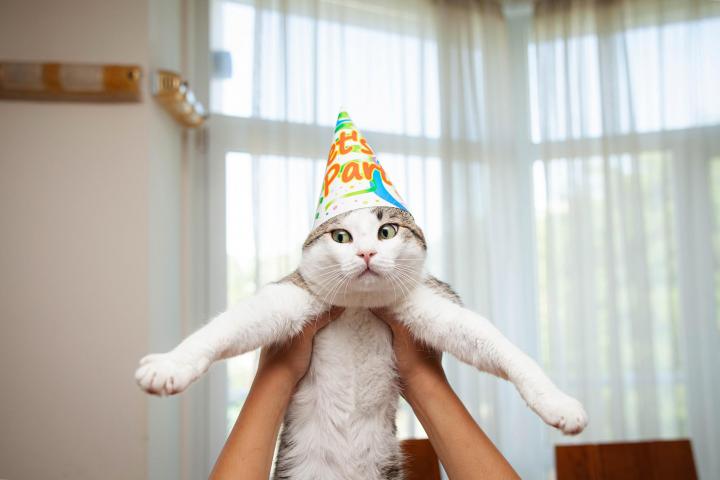 El Día Internacional del Gato se celebra el 8 de agosto.