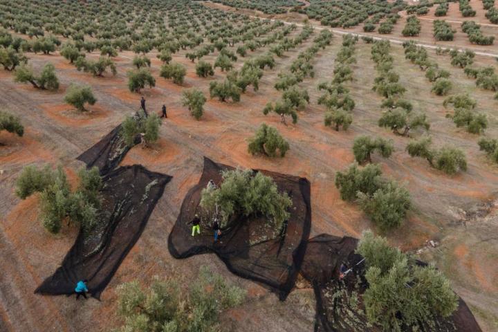 Productores de aceite de oliva de Jaén recogen la aceituna en al última campaña.