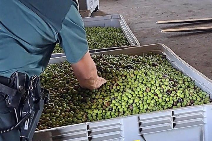 Aceitunas intervenidas por agentes de la Guardia Civil.