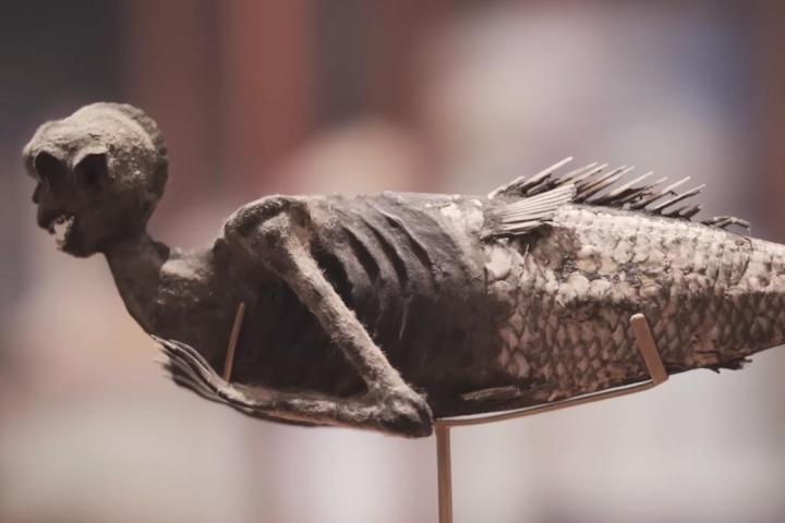 La cuestionada figura de la Sirena de Fiji.