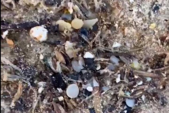 Bolitas de 'pellets' de microplásticos aparecidas en la playa de Bolonia (Cádiz).