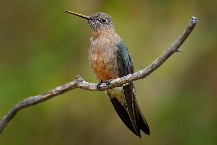 Imagen de archivo de un colibrí Patagona gigas.