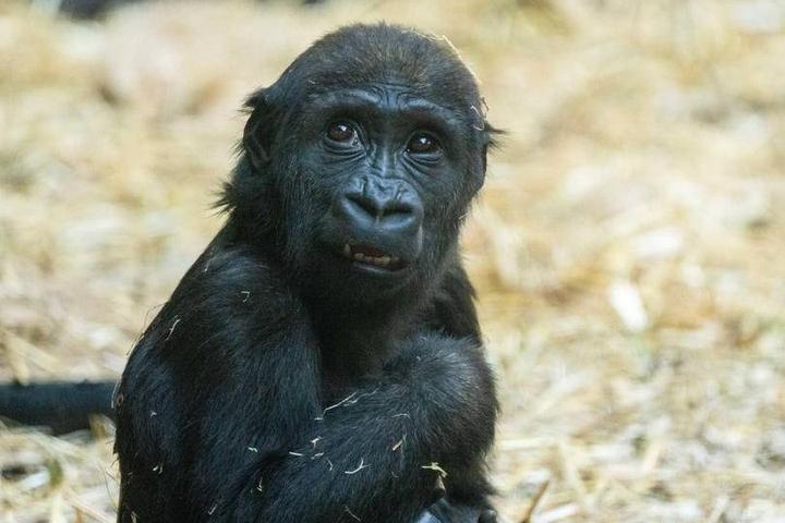 Eyare, el gorila muerto en el zoológico de Calgary