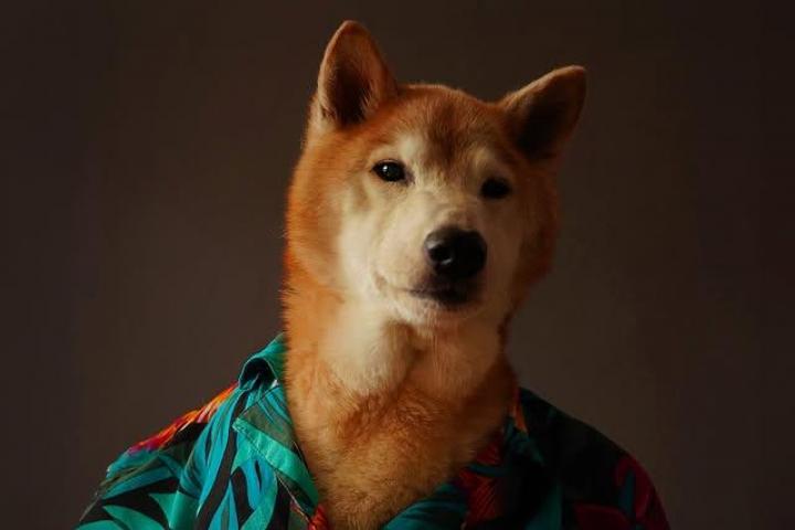 Bodhi, el perro modelo de Instagram.