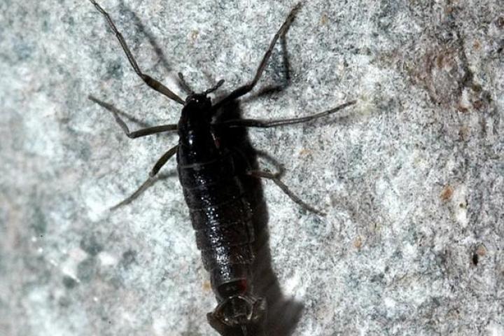 Ejemplares de 'Belgica antarctica', mosquito de la Antártida, de unos 0,5 centímetros de largo.