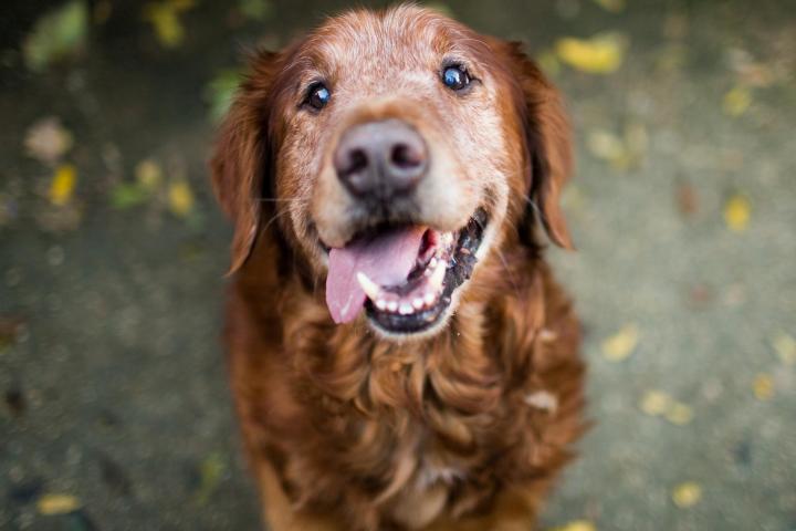 Un golden retriever viejito.