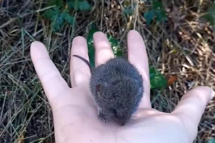 Una joven coge un ratón colilargo