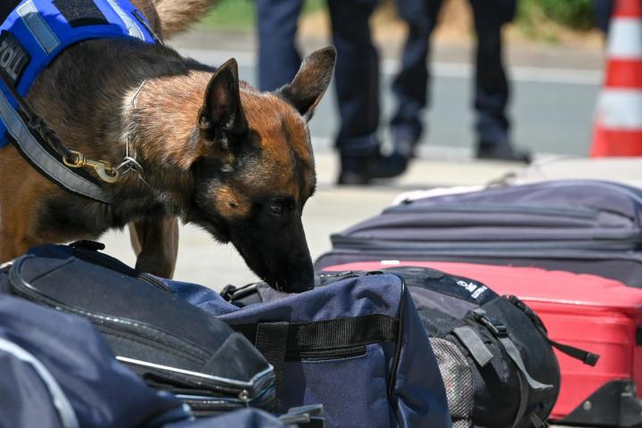 Perro olfatea unas maletas en la aduana