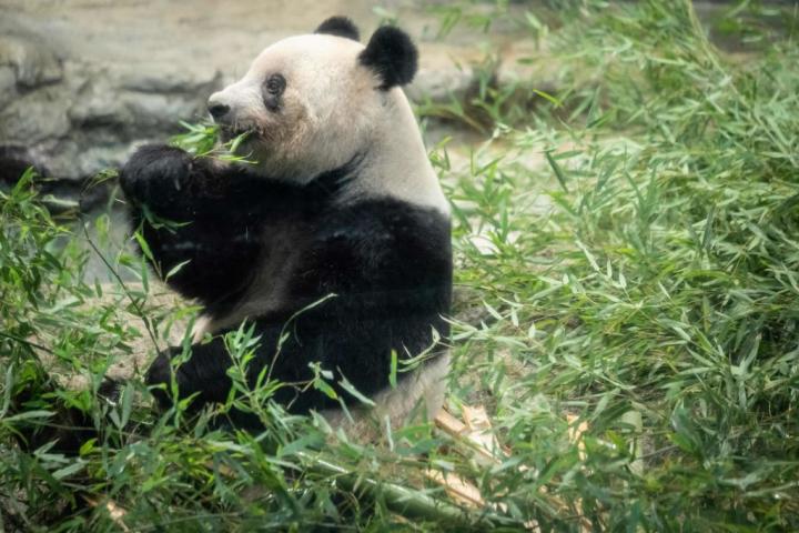 Osa panda Xiang Xiang