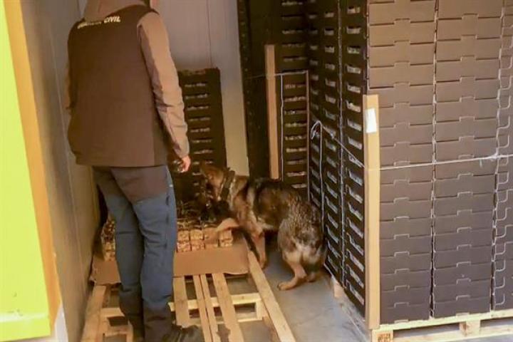 Desmantelada organización cocaína en fruta